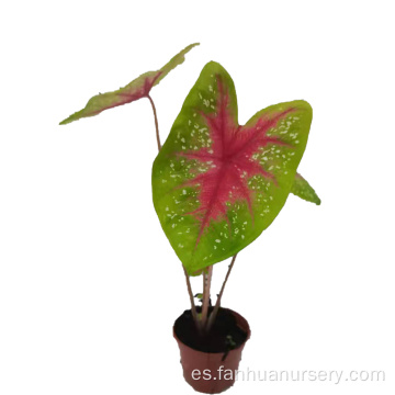 comprar planta de descuento caladium liujinsuiyue